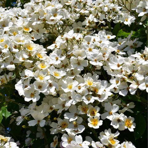 Kiftsgate Superior rose blanket of white blossoms with yellow centers