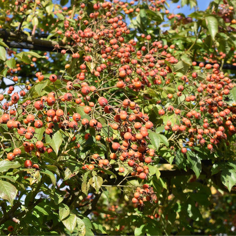 Kiftsgate Superior rose branches with clusters of orange-red berries and green leaves