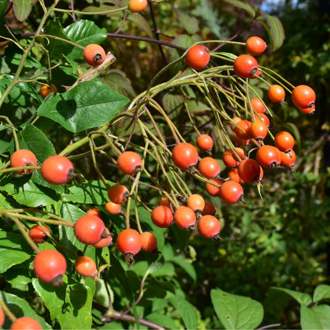 Kiftsgate Superior berry shrub with clusters of orange-red fruit and green leaves