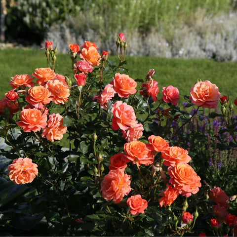 Coral-orange rose cluster with bud tips and dark green foliage