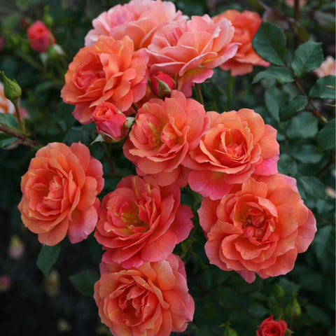 Peach and coral-orange double roses with ruffled petals and green leaves