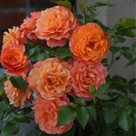 Peach-orange rose bouquet with multiple double flowers and green leaves