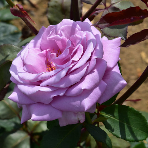 Lavender/purple rose bloom with layered petals and green leaves on stem