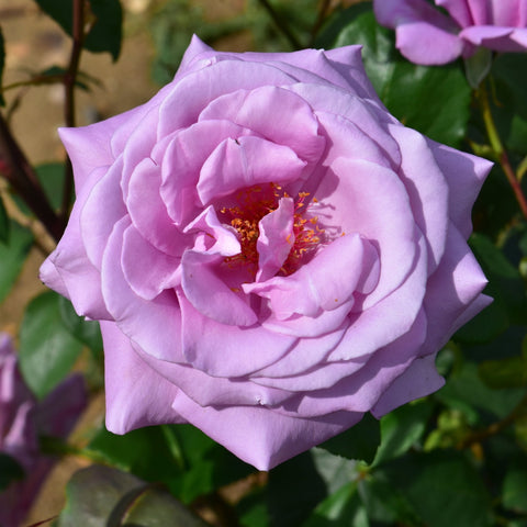 Lavender rose flower close-up with bright yellow stamens and green foliage