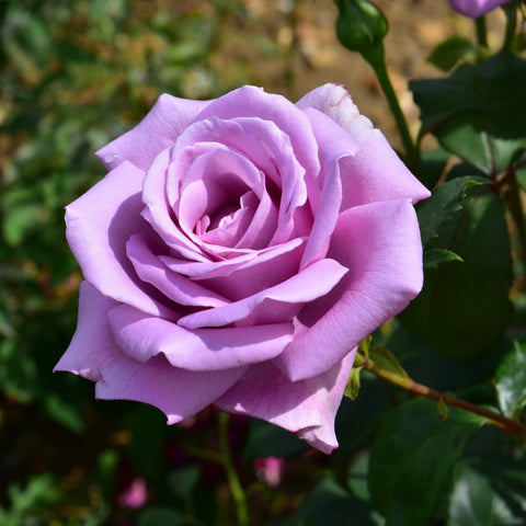 Lavender rose bloom with layered petals and dark green leaves on a stem