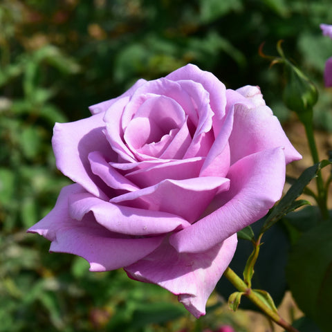 Lilac-lavender rose bloom with layered petals on a leafy stem