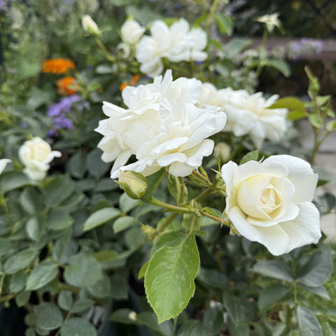 White rose clusters on green stems, double blooms and leaf buds