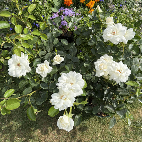 White rose shrub with multiple double blooms and glossy green leaves