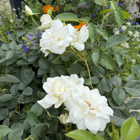 White double rose blossoms on stems with serrated green leaves