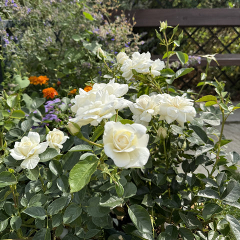 White rose blossoms with tight buds, surrounded by green foliage