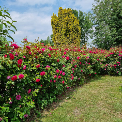 Row of pink rose bushes in bloom with green leaves along garden path