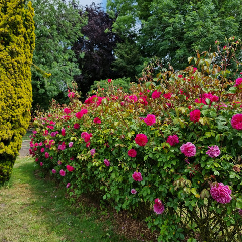 Pink rose hedge with dense blooms and green leaves along lawn edge