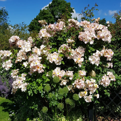 Bush covered in pale pink and white rose blossoms with green foliage