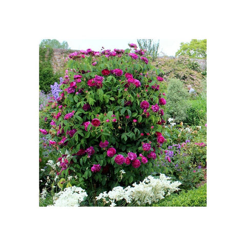 Hot pink and purple rose shrub with white flowers in a garden bed