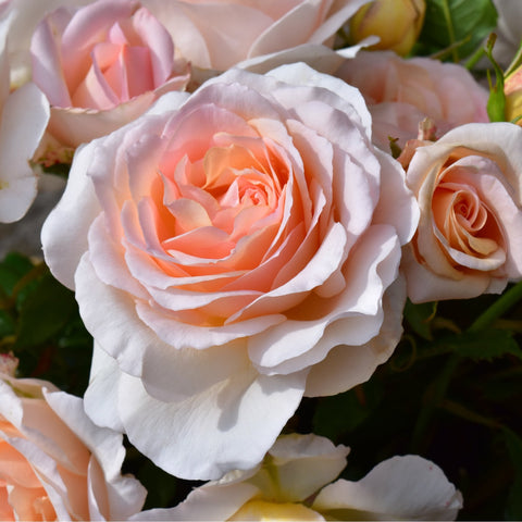 Peach-orange rose with white petals and green leaves, close-up