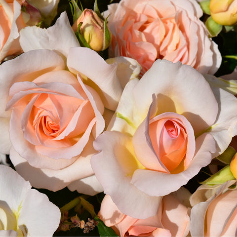 Cluster of peach-orange and white roses with buds, close-up