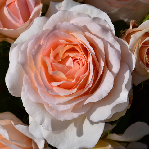 Large peach-orange center rose with ruffled white petals, garden close-up