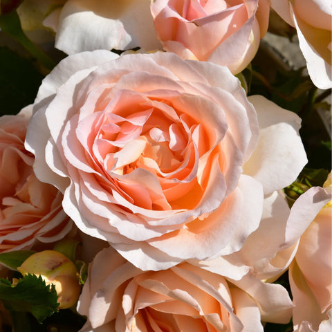 Peach-orange rose bloom with layered white petals and green leaves