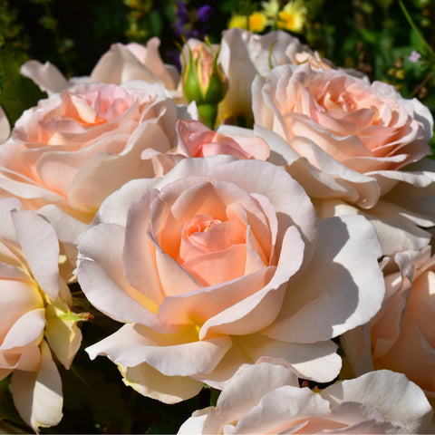 Three peach-orange and white rose blooms with green buds, outdoor close-up