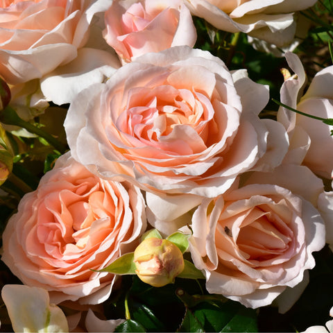 Peach-orange double roses with ruffled white petals and green leaves
