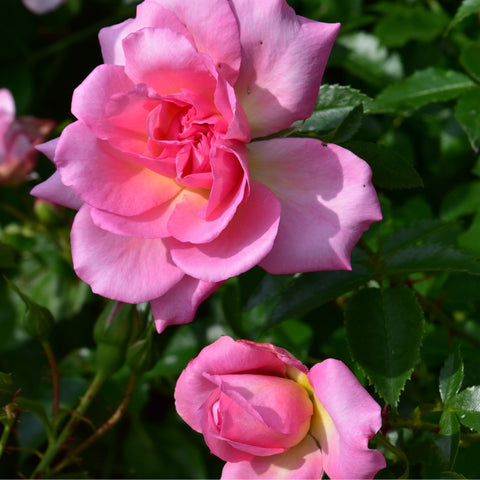 Pink rose flower with ruffled petals on green leaves, plus nearby rose buds