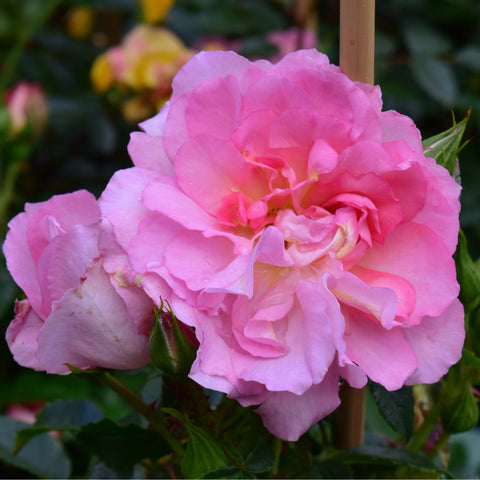 Large pink double rose bloom with layered petals on a woody stem