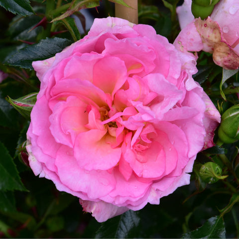 Pink rose bloom with layered petals and a smaller bud nearby on green leaves