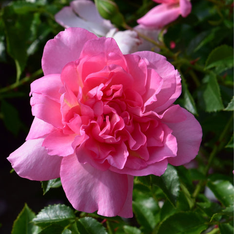 Single pink double rose flower with ruffled petals and layered center
