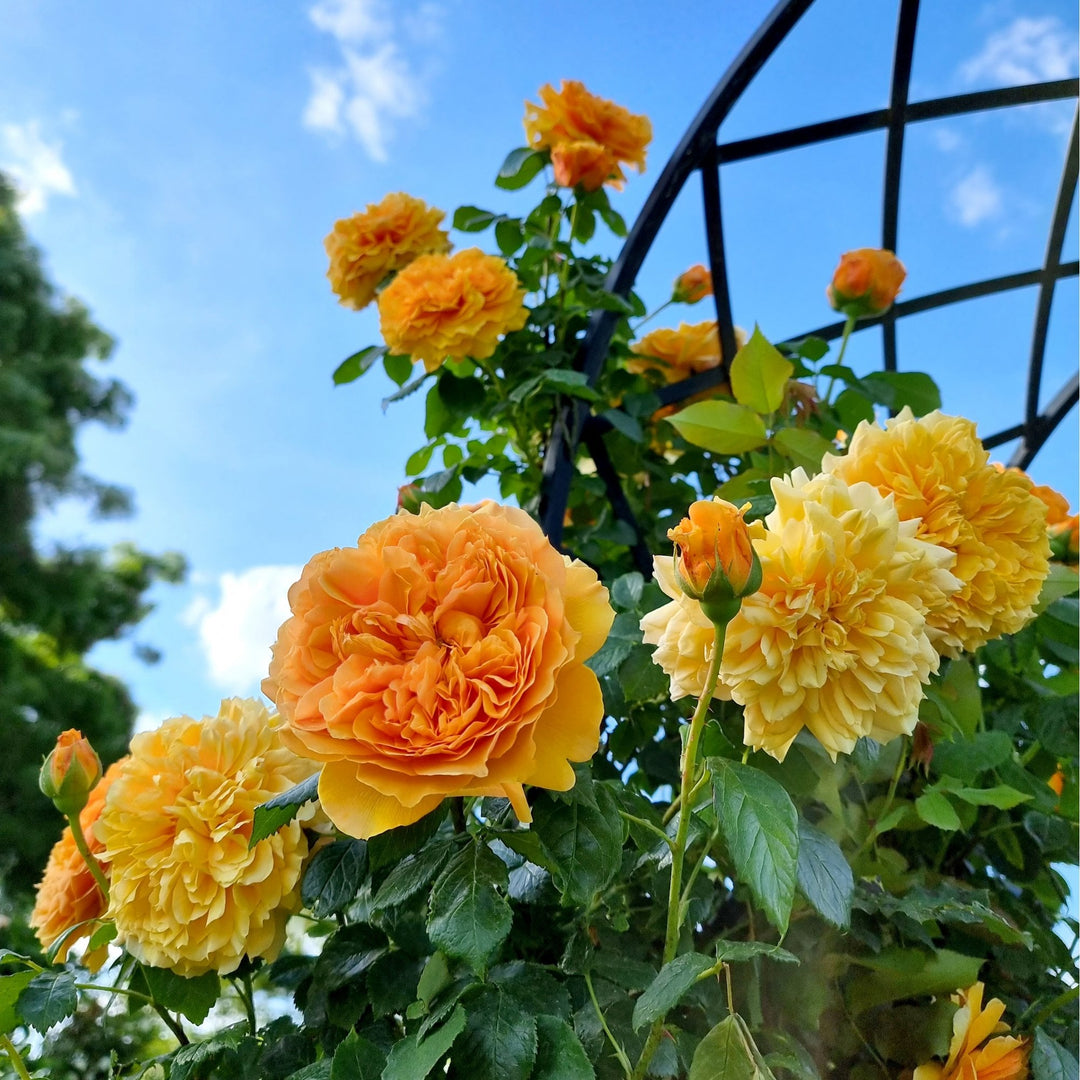 Leah Tutu – Peter Beales Roses