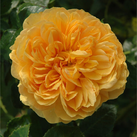 Round pale yellow rose bloom with densely layered petals and green leaves