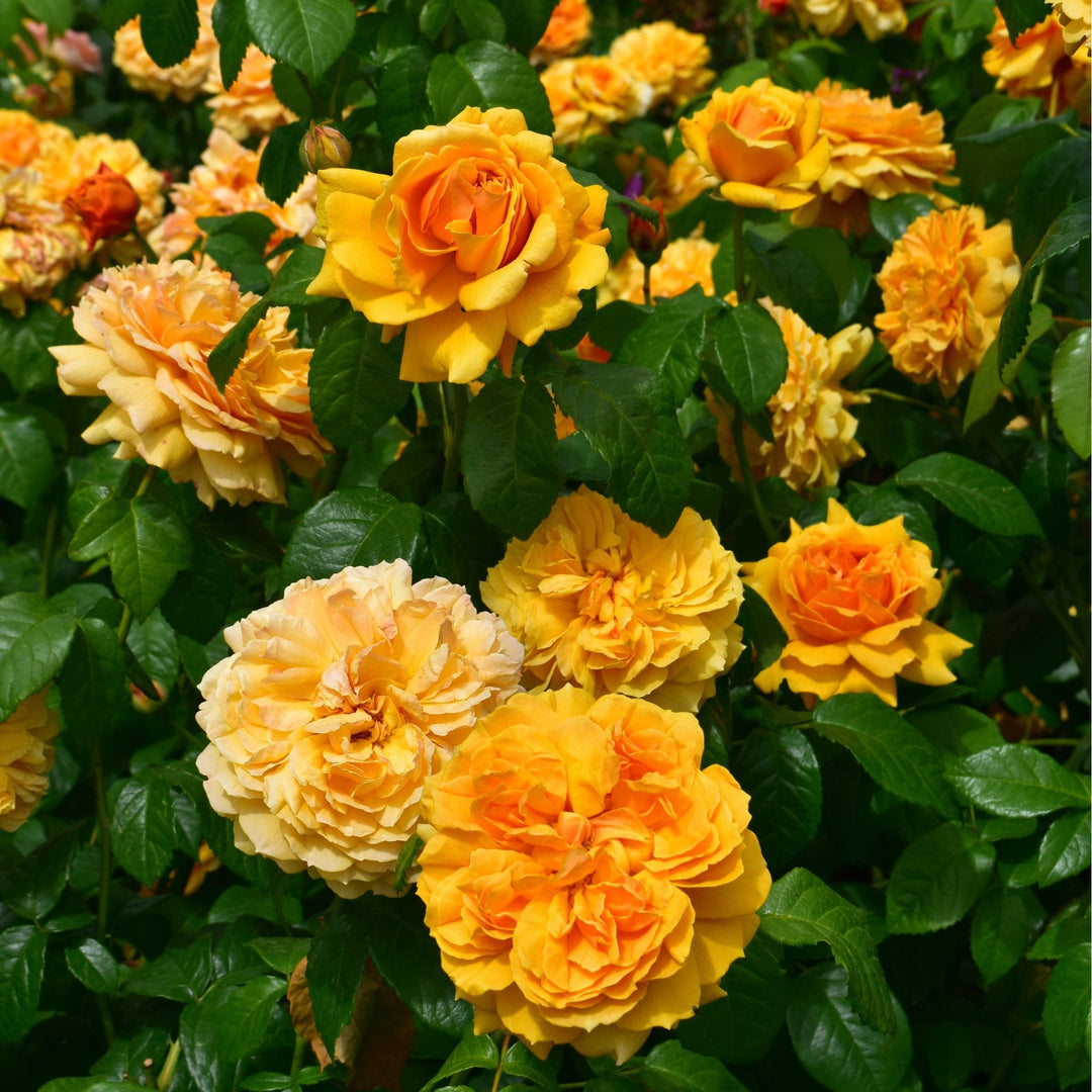 Leah Tutu – Peter Beales Roses