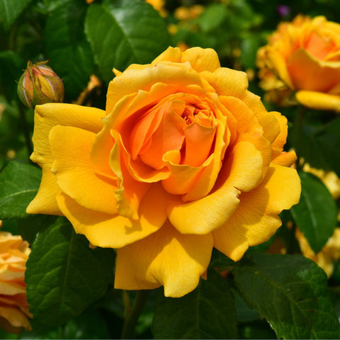 Yellow rose bloom with orange inner petals and surrounding green leaves