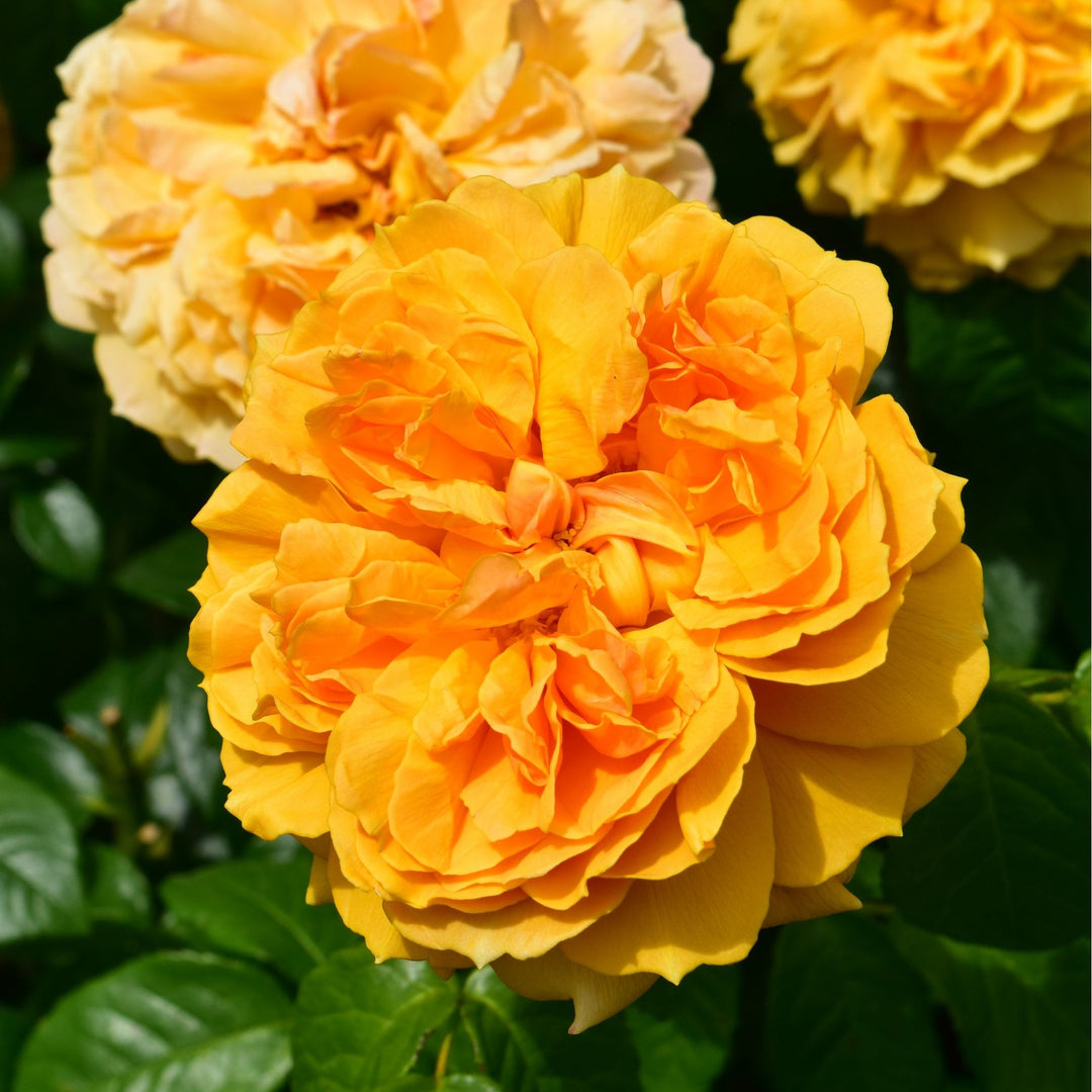 Leah Tutu – Peter Beales Roses
