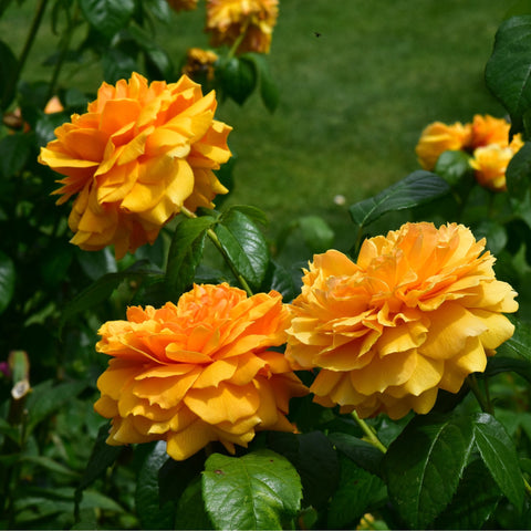 Orange and yellow double-flower rose heads with glossy green leaves on stems