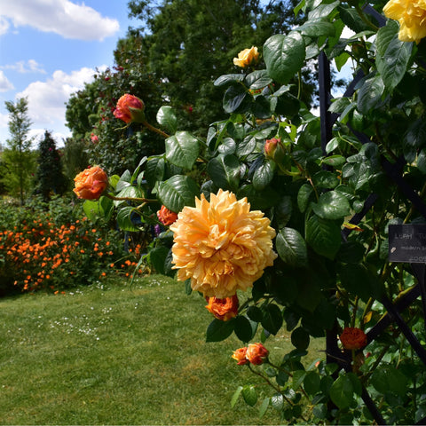 Orange double roses and glossy green leaves on a flowering rose shrub with stems