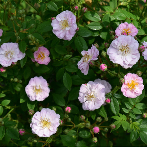 Little Rambler rose shrub pale pink and white blooms with green leaves and small bud clusters