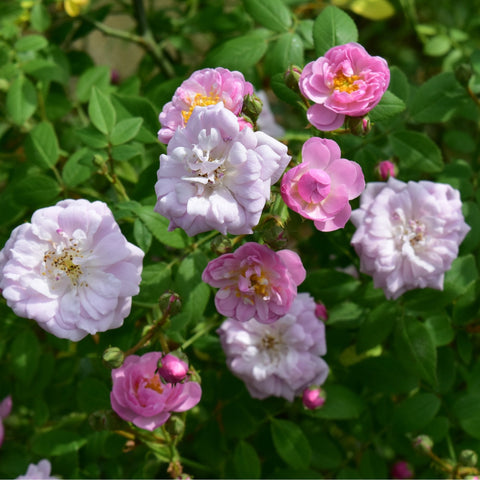 Little Rambler rose shrub mixed pink and white rose blossoms with yellow centers and buds