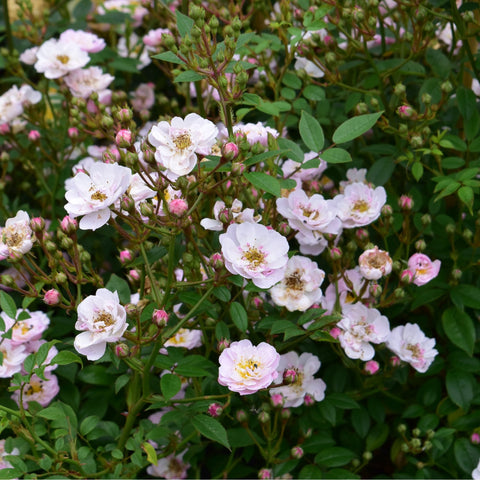 Little Rambler rose shrub on branching stems with pale white and pink blossoms and buds