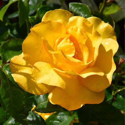 Yellow rose blossom with ruffled petals and visible stamens in the center