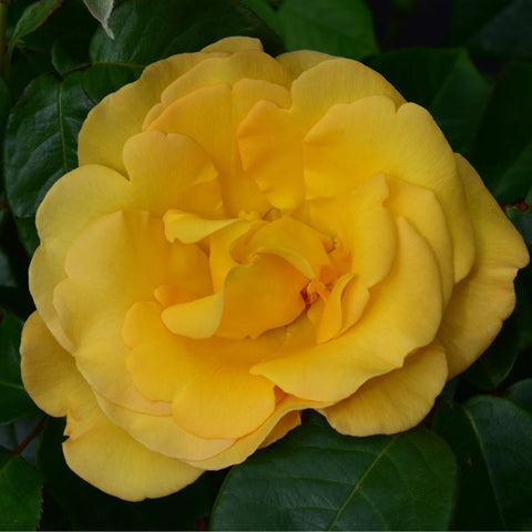 Pale yellow rose with dense, ruffled petals and a soft orange inner center