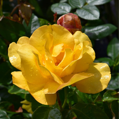 Yellow rose in full bloom with a red bud beside it among green leaves