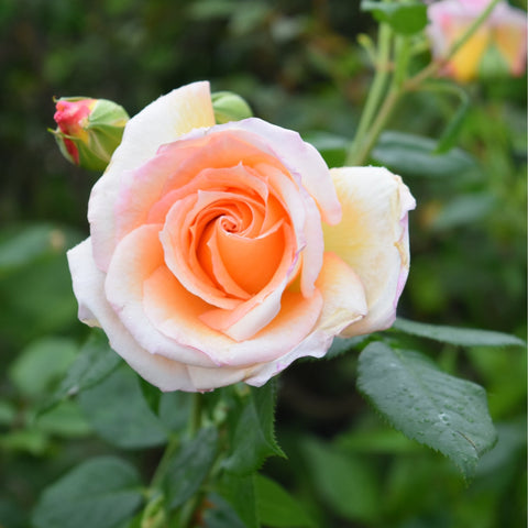 Peach rose bloom with green leaves and stems