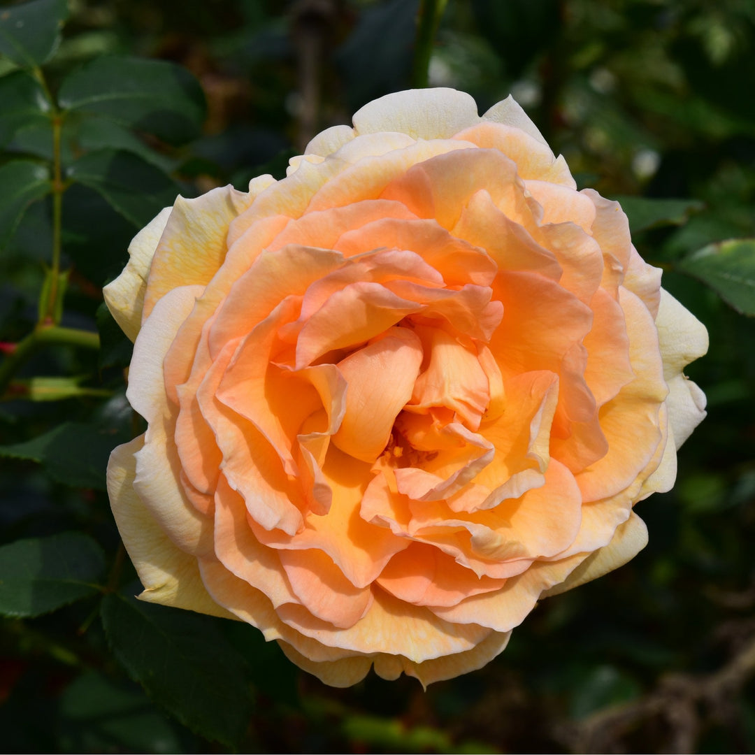 Liverpool Hope – Peter Beales Roses