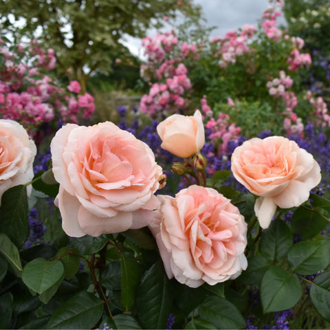 Cluster of peach-pink rose blooms with dark green foliage and small buds