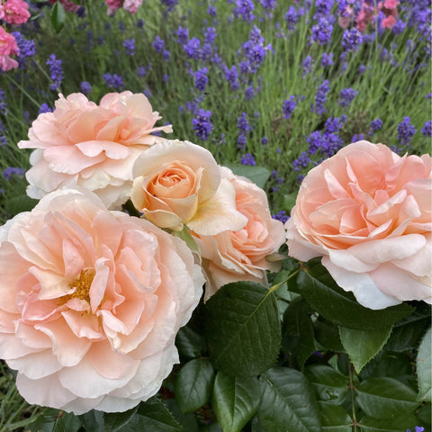 Peach-pink double rose flowers with glossy dark green leaves