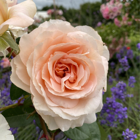 Large pale peach rose bloom with layered petals and dark green leaves