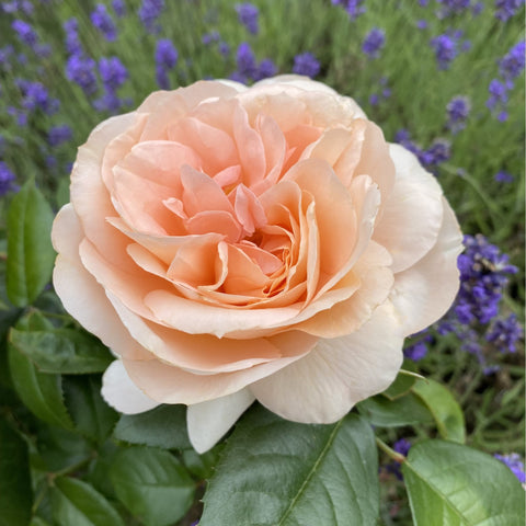 Single pale peach rose flower with ruffled petals and dark green leaves