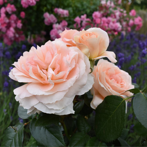 Peach-pink rose cluster with dark green leaves on a flowering plant