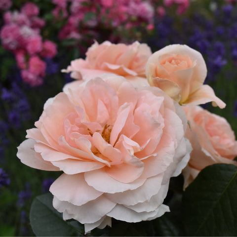 Soft peach double rose blossoms with dark green leaves