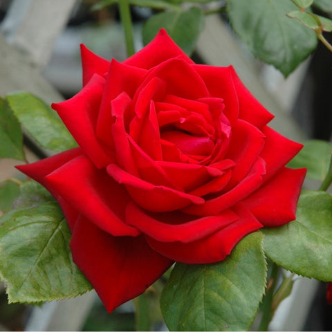 Red rose bloom with layered petals and green leaves, front view on rose bush.
